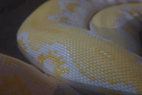 Close-Up Skin of Albino Burmese Python Reptile 스톡 사진