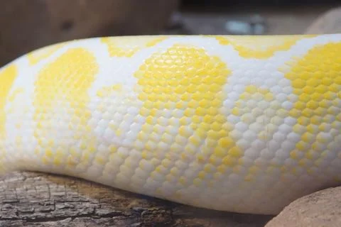 Close Up Skin of Albino Burmese Python (Reptile) 写真素材