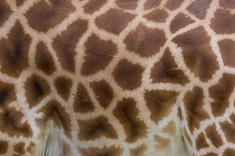 Close-up on the skin of a giraffe 库存照片