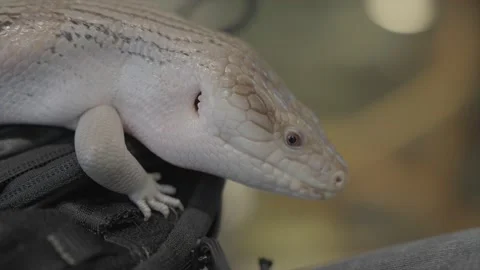 Close up skink on backpack Stock Footage 232640732
