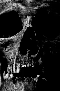 Close up of skull on black background. Photos