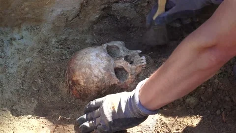 Close up of a skull in a Mass Grave and Archaeological Excavations Stock Footage 239605830