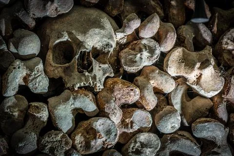 Close-up skull in ossuary bone wall, shallow depth of field, catacombs Stock Photos