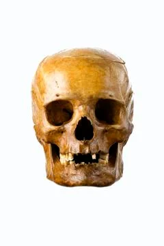Close up of skull on white background. Stock Photos