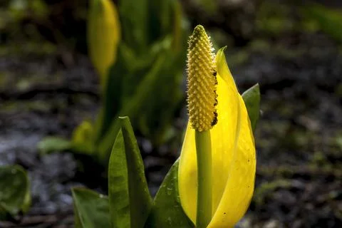 Close up of skunk cabbage flower. Stock Photos