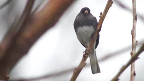 Close-up of Slate Darkeyed Junco Perched 库存影片 165134347