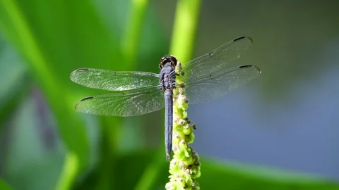 Close-up of a Slaty Skimmer dragonfly Stock Footage 338124944