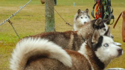 Close up of sled dog husky in the winter outdoors catching food. Video stock 77490153