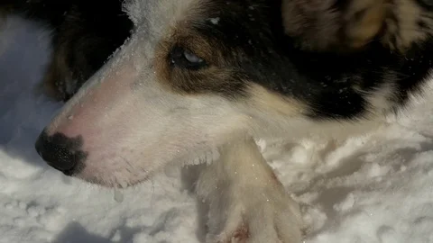 Close up on a sled dog in the snow Stock-Footage 73890681