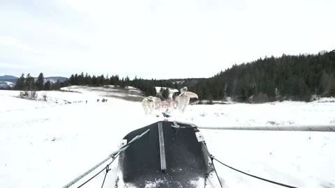 Close-up on a sled with dogs Stock Footage 158925631