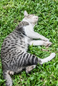 Close up sleep cat on the green grass Stock Photos