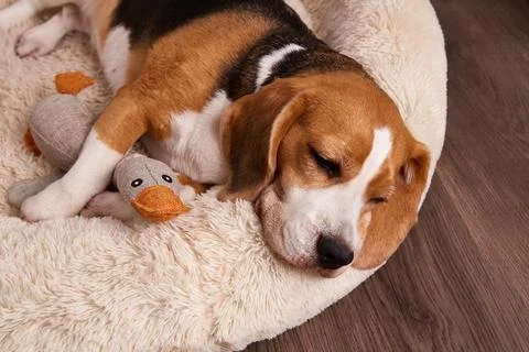 Close-up of a sleeping beagle resting its head on a soft bed, cuddling a sm.. Stock Photos