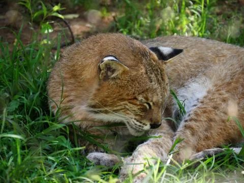 Close up of a sleeping bobcat in a grassy patch Foto stock