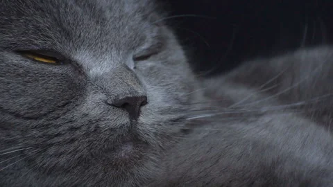 Close-up of a sleeping British breed cat. Stock Footage 120145636