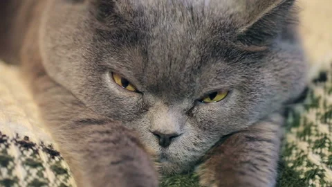 Close-up Of A Sleeping Cat Face. British Cat. 库存影片 86414159