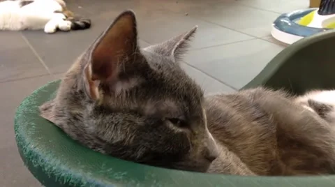 Close up sleeping cat Stock Footage 43400104