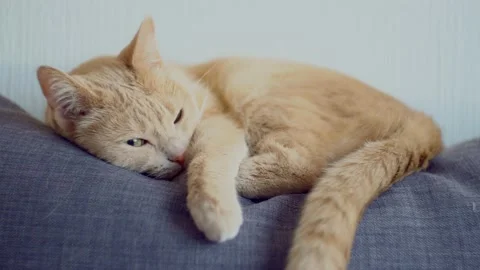 Close-up of a sleeping cat  Stock Footage