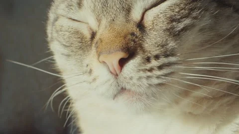 Close up of sleeping cat nose and whiskers in warm sunlight Stock Footage 345812049