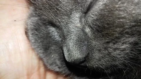 Close up of a sleeping cat Stock Photos
