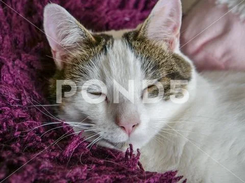 Close up of sleeping cat on pillow Stock Photos