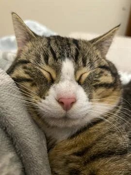 A close-up of a sleeping cat&amp;#039;s face. Stock-Fotos