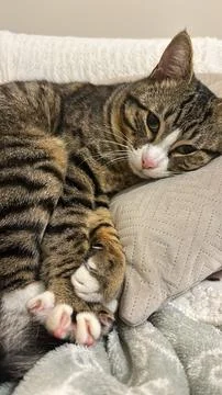 A close-up of a sleeping cat&amp;#039;s face. 스톡 사진