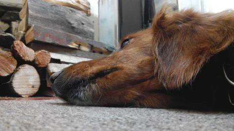Close-up of a sleeping dachshunds Stock Photos