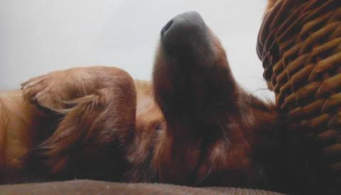 Close-up of a sleeping dachshunds Stock Photos