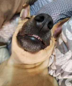 Close-up of a sleeping dog Stock Photos