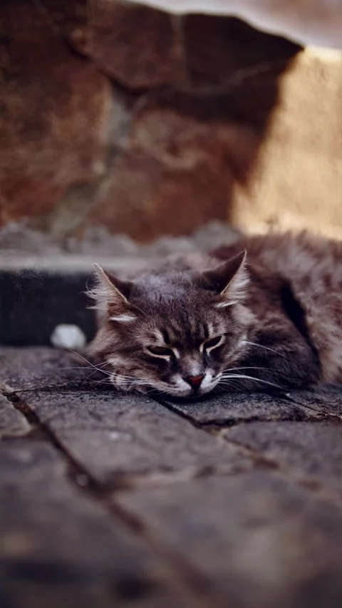 Close-Up Of A Sleeping Fluffy Cat Napping On A Stone Pavement Stock Footage 314392789