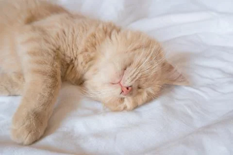 Close-up of a sleeping ginger kitten in bed. Red cat on a white blanket. Re.. Stock-Fotos