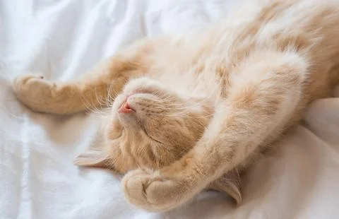 Close-up of a sleeping ginger kitten in bed. Red cat on a white blanket. Re.. Stock Photos