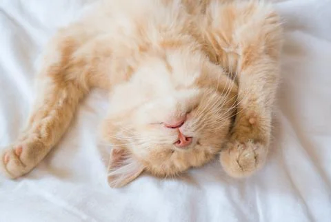 Close-up of a sleeping ginger kitten in bed. Red cat on a white blanket. Re.. Stock Photos
