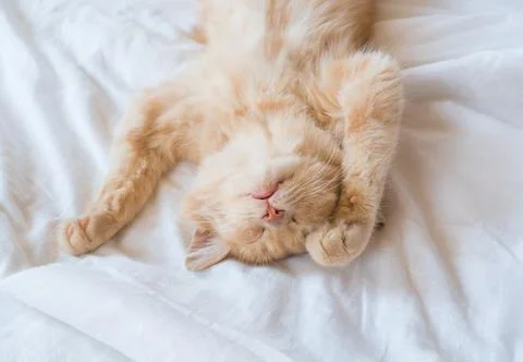Close-up of a sleeping ginger kitten in bed. Red cat on a white blanket. Re.. Foto stock