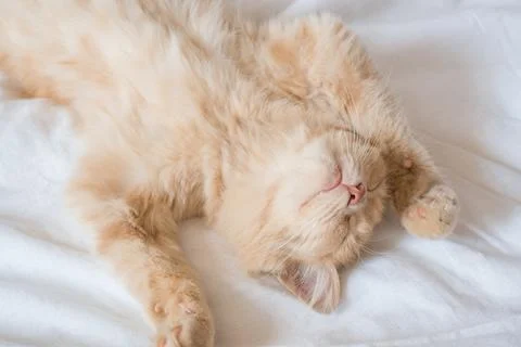 Close-up of a sleeping ginger kitten in bed. Red cat on a white blanket. Re.. Stock Photos