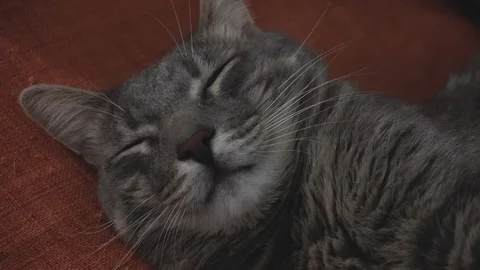 Close-up of the sleeping gray cat Stock Footage 122579939