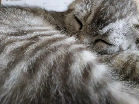 Close-Up of a Sleeping Grey Tabby Cat Stock Photos