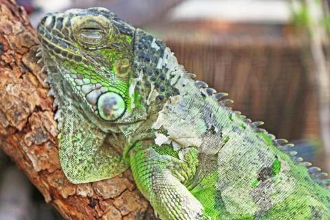 Close Up Of A Sleeping Iguana Stock Photos