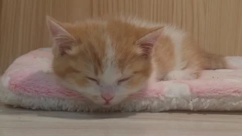 Close up of a sleeping kitten, cute and adorable Vídeos de archivo 292116702