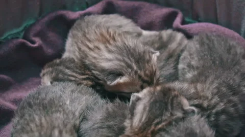 Close-Up: Sleeping Kittens, Tiny and Sweet Stock Footage 291696826