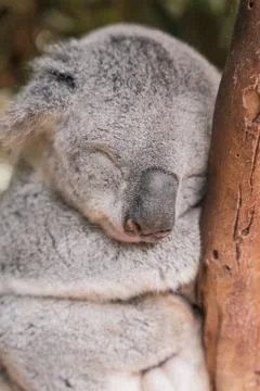Close up of a sleeping koala hugging a tree trunk Stock Photos