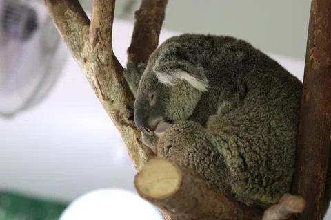 Close up sleeping Koala Stock Photos