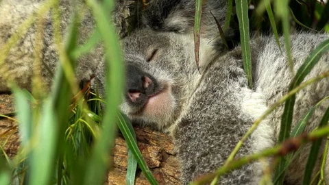 Close up of a sleeping Koala in slow motion Stock Footage 104584111