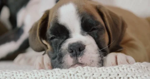 Close-up of a sleeping little German boxer puppy. Stock Footage 121846832