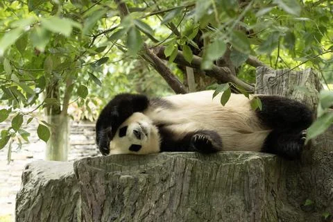 Close up Sleeping Panda, Fu Bao Stock Photos