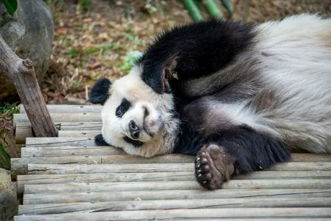 Close-up of a sleeping panda Foto stock