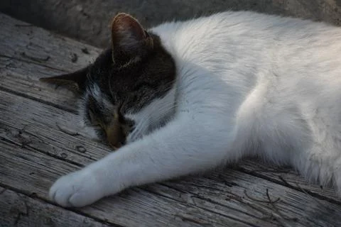 Close up sleeping Stock Photos