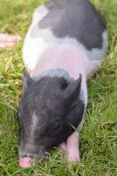 Close up of sleeping pig Foto stock