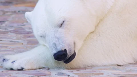 Close-Up of a Sleeping Polar Bear Video stock 318455368