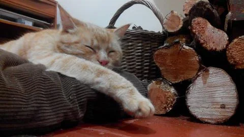 Close-up of a sleeping red cat Stock Photos